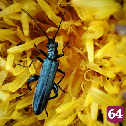 Саратовцу на Кумысной поляне позировали жук-усач и клоп-охотник